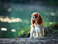 Pies, Cavalier Cocker Spaniel, Woda