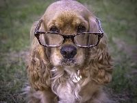 Spaniel, Pies, Okulary