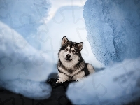 Spojrzenie, Alaskan malamute, Pies