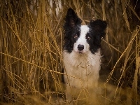 Zboże, Suche, Border Collie