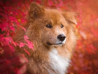 Czerwone, Pies, Szpic eurasier, Liście