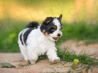 Yorkshire terrier biewer, Pies, Szczeniak, Trawa