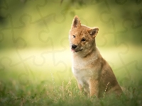 Trawa, Shiba inu, Pies