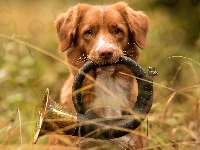 Trąbka sygnałowa, Retriever z Nowej Szkocji, Pies, Trawa, Trąbka myśliwska, Instrument