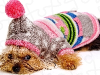 Ubranko, Yorkshire terrier, Pies