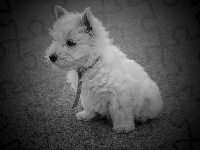 Pies, West Highland White Terrier