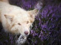 Wrzos, Border Collie