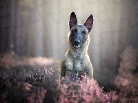Owczarek belgijski Malinois, Pies, Mordka, Wrzosy