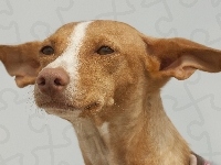 Pies, Podenco z Ibizy
