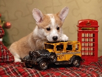 Welsh corgi pembroke, Pies, Szczeniak, Zabawki