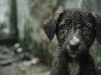 Kundelek, Pies, Zmoczony, Grafika AI