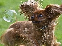 Mydlana, Piesek, Bańka, Yorkshire Terrier