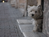 West Highland White Terrier