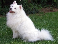 Piesek, Biały, American Eskimo Dog