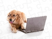 Laptop, Golden retriever, Pies