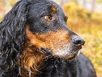 Piesek, Portret