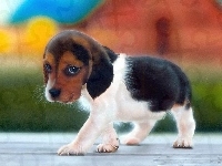 Piesek, Mały, Słodki, Beagle