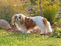 Piesek, Toy Spaniel Angielski