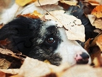 Liście, Piesek, Spojrzenie, Bearded collie