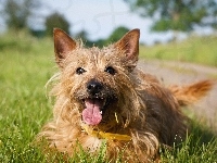 Piesek, Terrier australijski