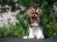 Język, Piesek, Yorkshire terrier, Kokardka