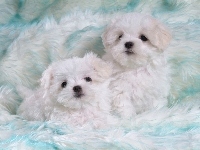 Pieski, Dwa, Bichon Frise