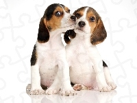 Pieski, Dwa, Małe, Beagle
