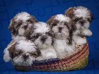 Pieski Shih Tzu