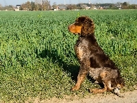 Spaniel pikardyjski, Trawy