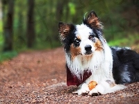 Piłeczka, Border collie, Droga