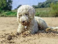 Piłeczka, Piasek, Pies, Goldendoodle, Plaża