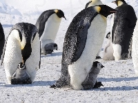 Cesarskie, Pingwiny, Śnieg