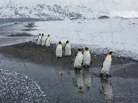 Pingwiny, Zima, Góry Lodowe