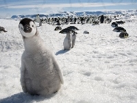 Śnieg, Pingwiny, Lodowiec