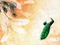 Pióra, Paw, Grafika, Pawie, Ptaki