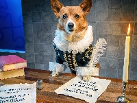 Pióro, Pies, Książki, Śmieszne, Stół, Welsh corgi pembroke, Świeca