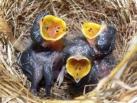 Pisklaki