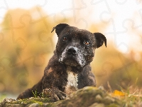Amerykański pitbulterier, Pit Bull Terrier