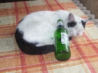 Kot, piwo Lech