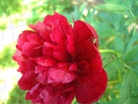 Pajączek, Piwonia, Kwiat
