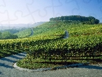 Plantacja, Ścieżka