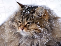 Śniegu, Kot, Płatki, Zima
