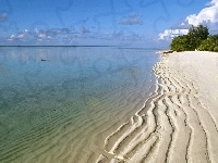 Drzewa, Plaża, Niebo