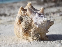 Plaża, Muszla, Grand Turk