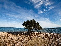 Plaża, Morze, Kamienna, Drzewo
