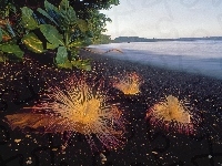 Morze, Plaża Roślinność