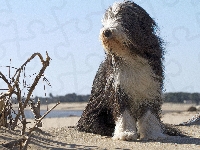 Gałązki, Plaża, Owczarek staroangielski bobtail
