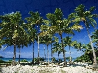 Plaża, Palmy