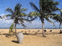Palmy, Plaża, Wazon