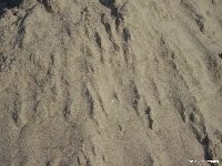 Plaża, Piasek